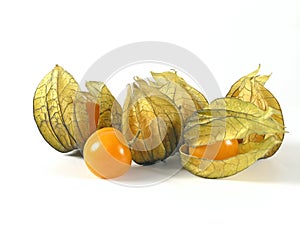 Physalis photo