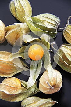 Physalis agriculture Sao Paulo Brasil photo