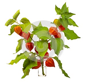 Physalis alkekengi bladder cherry or chinese lantern  in a glass vessel on a white background