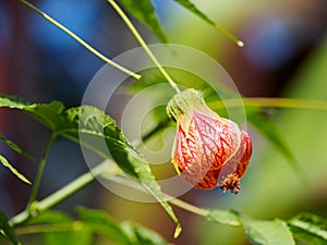 Physalis alkekengi Chinese lantern flower