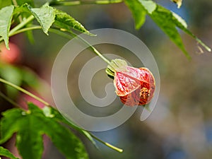 Physalis alkekengi Chinese lantern flower