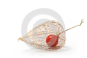 Physalis alkekengi chinese lantern isolated on white background