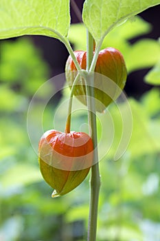 Physalis alkekengi ripening fruits, red papery covering on stem with leaves