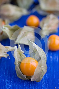 (Physalis alkekengi) yellow winter cherry