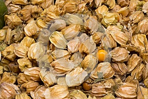 Physalis also known as winter cherries, cape gooseberries, ground cherries, love in cage or chinese lantern, aguaymanto.