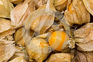 Physalis also known as winter cherries, cape gooseberries, ground cherries, love in cage or chinese lantern, aguaymanto.