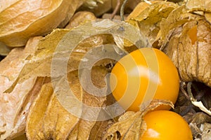 Physalis also known as winter cherries, cape gooseberries, ground cherries, love in cage or chinese lantern, aguaymanto.