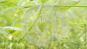 Physalis angulata, a fruit with the efficacy of treating various disease