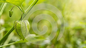 Physalis angulata, a fruit with the efficacy of treating various disease