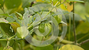 Physalis angulata, a fruit with the efficacy of treating various diseases