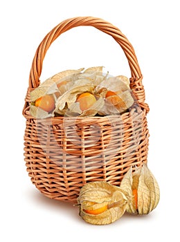 physalis basket path isolated