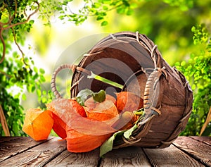 Physalis in a basket