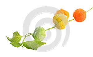 Physalis branch with colorful sepals on white background