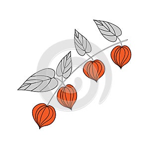 Physalis branches, hand-drawn vector illustration . Isolated Winter cherry on a white background