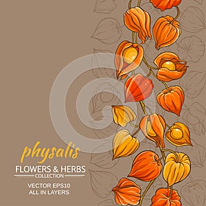 Physalis vector background