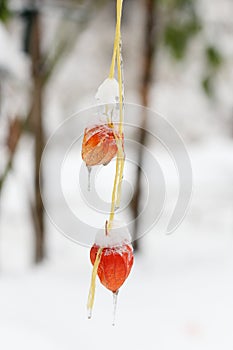 Physalis closeup in the snow.