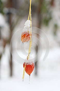 Physalis closeup in the snow.