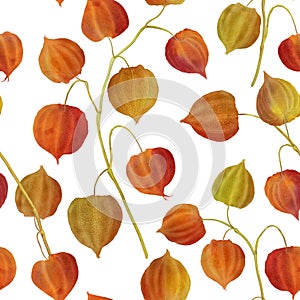 Physalis flowers seamless pattern Golden berry plants watercolor repeated background Cape gooseberry buds botanical illustration