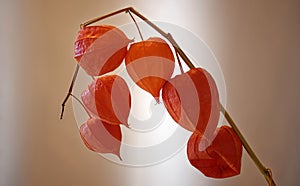 Physalis flowers stay decorative in vase even without water