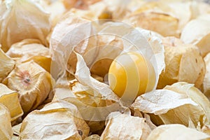 physalis fruit