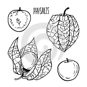 Physalis fruit black and white vector set isolated on a white background.