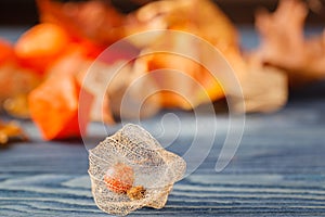 Physalis fruit on blue background