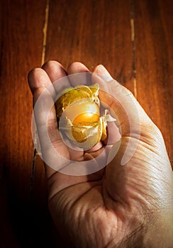 Physalis fruit or capegooseberry in hand.