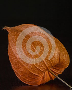 Physalis fruit close-up on a black background