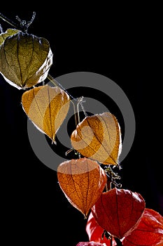 Physalis fruit close-up on a black background
