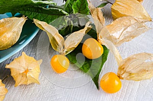 Physalis fruit closeup