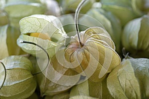 Physalis fruit. Group of golden berries with calyx