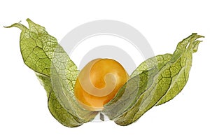 physalis fruit