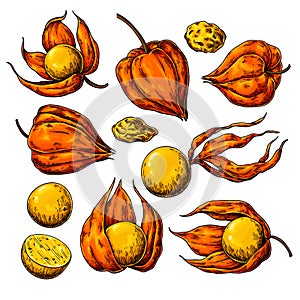 Physalis fruit vector drawing. Golden berry sketch. Botanical illustration of superfood.