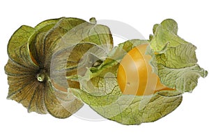 physalis fruits
