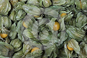 physalis fruits