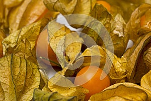 Physalis fruits on a white background