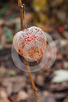 Physalis in a garden in autumn