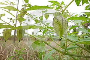 Physalis or Ground Cherry