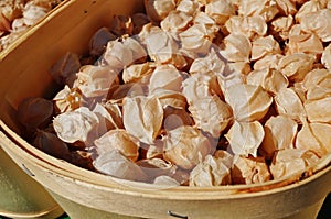 Physalis ground cherry fruit at the farmers market