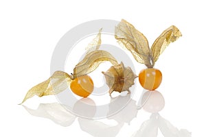 Physalis, ground cherry.