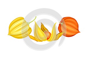 Physalis or Indian Ginseng Papery Husk or Calyx Enclosing Small Orange Fruit Vector Illustration