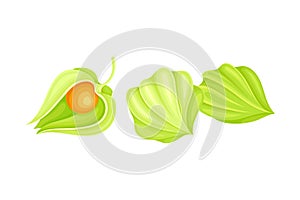 Physalis or Indian Ginseng Papery Husk or Calyx Enclosing Small Orange Fruit Vector Illustration