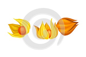 Physalis or Indian Ginseng Papery Husk or Calyx Enclosing Small Orange Fruit Vector Illustration