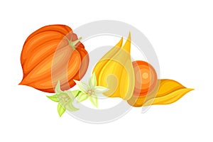 Physalis or Indian Ginseng Papery Husk or Calyx Enclosing Small Orange Fruit Vector Illustration