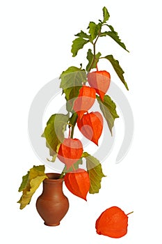 Physalis, isolated