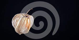 Physalis isolated on dark black background