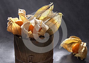 Physalis in the light