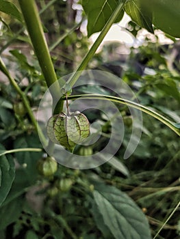 Physalis minima fruit on its plant . Lamp like fruit. photo