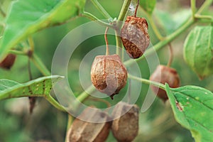 Physalis minima - Native gooseberry - wild cape gooseberry