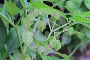 physalis minima tree, Hogweed, Ground Cherry on tree. (Scientific name: Physalis angulata L.)